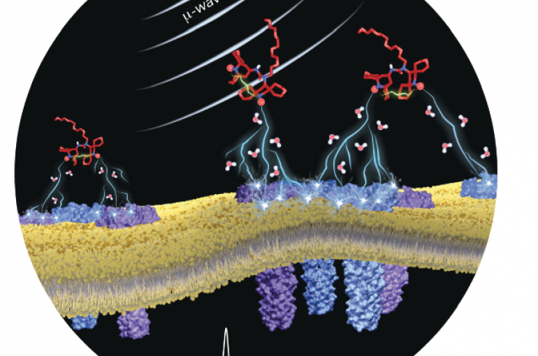 Protein clusters in physiological membranes cover image