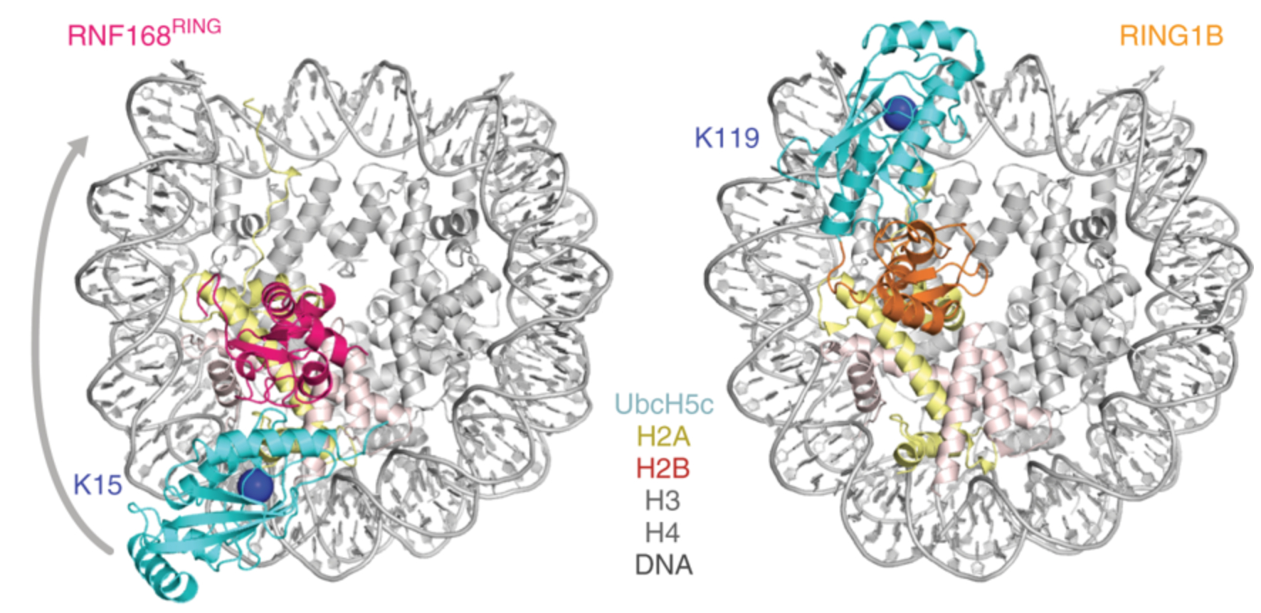 Structural basis of specific H2A K13/K15 ubiquitination by RNF168 cover image