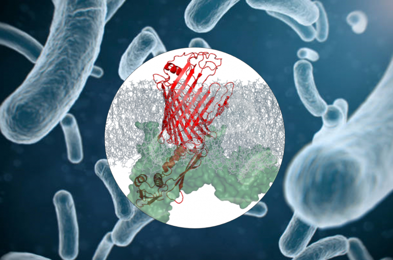 Novel functional insight in protein complex, possible new target for antibiotics cover image