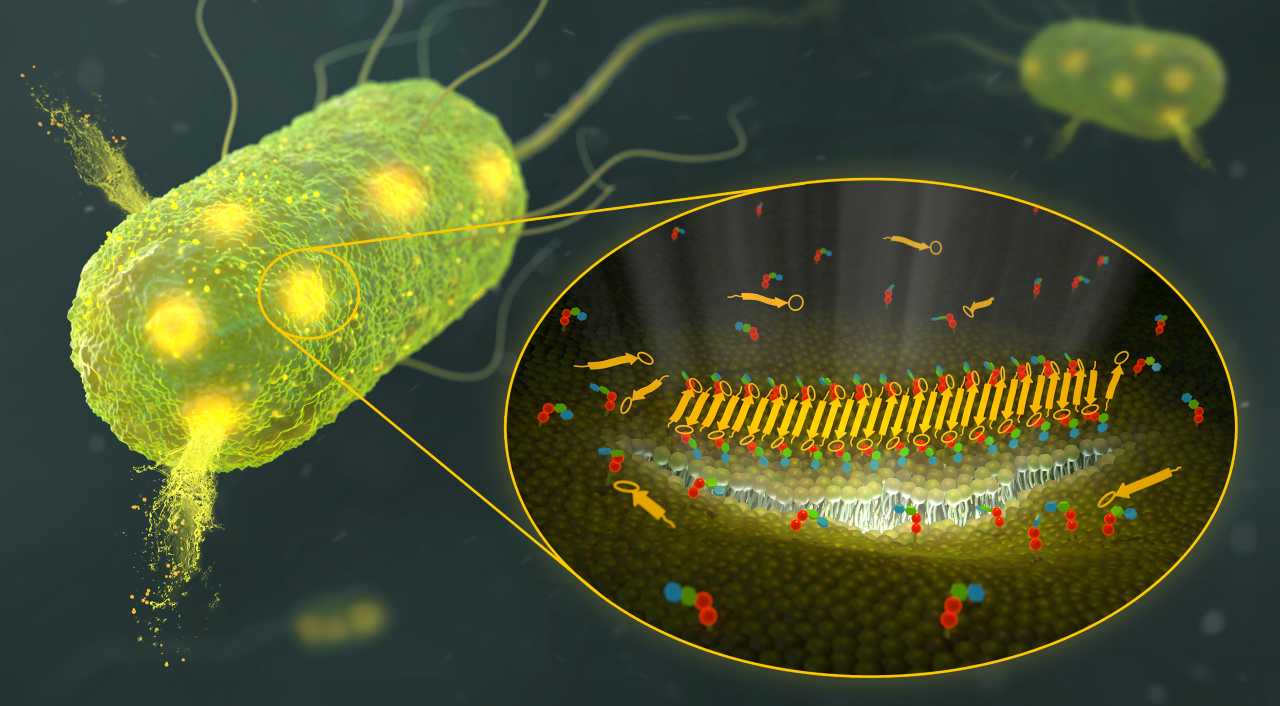 The Weingarth lab discovers new ways 'young' antibiotics kill bacteria cover image