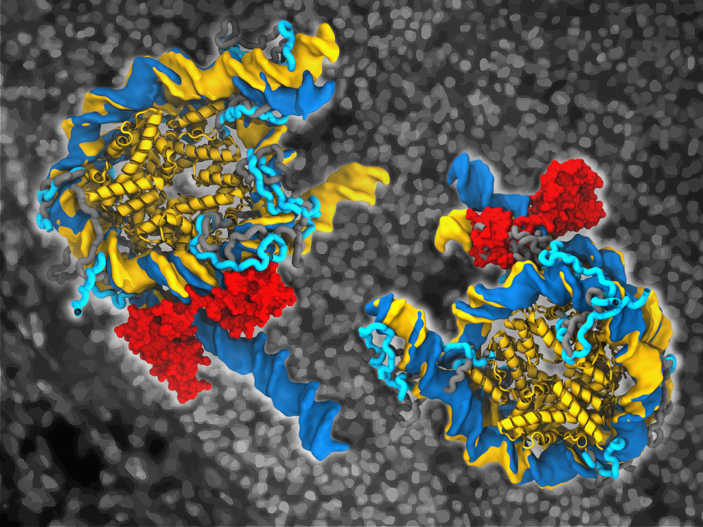 Computer simulations visualize how stem cell protein opens wrapped DNA cover image